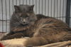 Smokey the Declawed Sweetheart