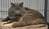 Smokey the Declawed Sweetheart
