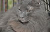 Smokey the Declawed Sweetheart
