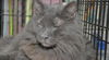 Smokey the Declawed Sweetheart