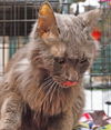 Smokey the Declawed Sweetheart