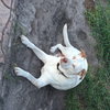 Maurice the Deaf Husky Mix Puppy