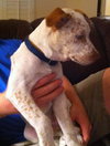 Maurice the Deaf Husky Mix Puppy