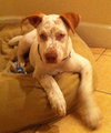 Maurice the Deaf Husky Mix Puppy