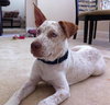 Maurice the Deaf Husky Mix Puppy