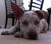 Maurice the Deaf Husky Mix Puppy