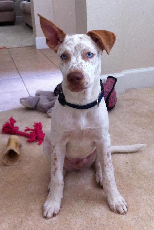 Maurice the Deaf Husky Mix Puppy