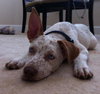 Maurice the Deaf Husky Mix Puppy