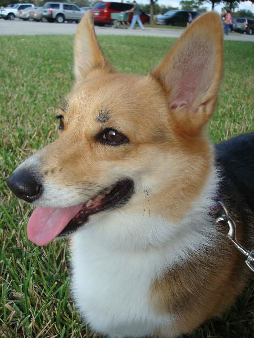 Bella