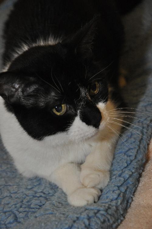 Priana the Declawed Sweetheart