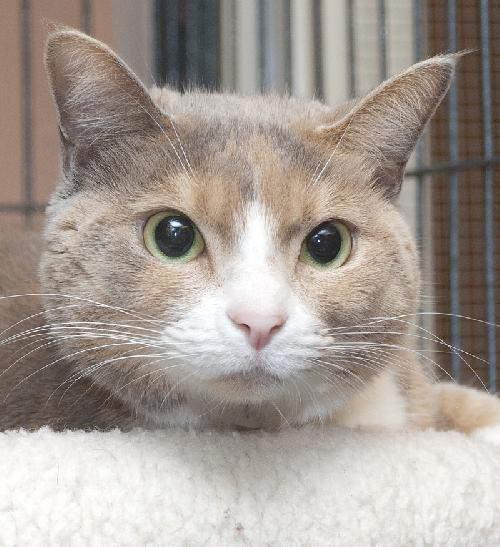 Kiki the Declawed Calico