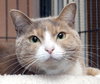 Kiki the Declawed Calico