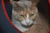 Kiki the Declawed Calico