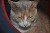 Kiki the Declawed Calico