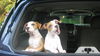 Emily American Bulldog/ Boxer Puppy