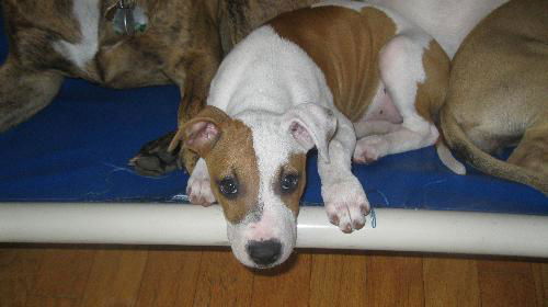 Emily American Bulldog/ Boxer Puppy