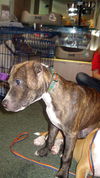 Maverick the American Bulldog/Boxer Puppy