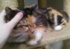 Callie Cuddly Calico *FRONT DECLAWED*