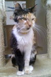 Callie Cuddly Calico *FRONT DECLAWED*