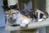 Callie Cuddly Calico *FRONT DECLAWED*