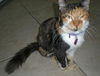 Callie Cuddly Calico *FRONT DECLAWED*