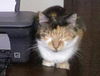 Callie Cuddly Calico *FRONT DECLAWED*