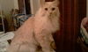 Oliver the Stunner