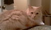 Oliver the Stunner