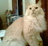 Oliver the Stunner