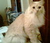 Oliver the Stunner