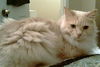 Oliver the Stunner