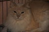 Oliver the Stunner
