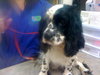 Levi the Spaniel