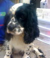 Levi the Spaniel