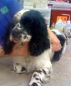 Levi the Spaniel