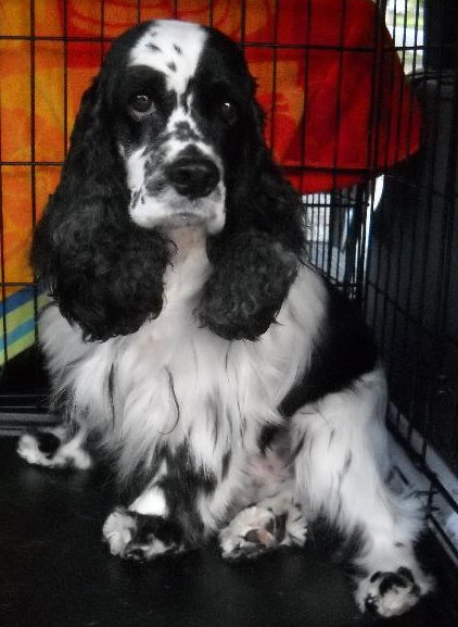 Levi the Spaniel