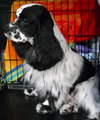 Levi the Spaniel