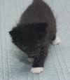 Sophia the Tuxedo Kitten