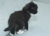 Sophia the Tuxedo Kitten
