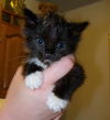 Sophia the Tuxedo Kitten
