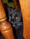 Sophia the Tuxedo Kitten
