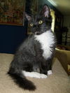 Sophia the Tuxedo Kitten