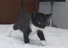 Felix the Tuxedo Kitten
