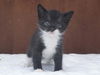 Felix the Tuxedo Kitten
