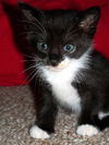 Felix the Tuxedo Kitten