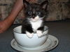 Felix the Tuxedo Kitten