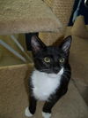 Felix the Tuxedo Kitten