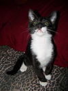 Felix the Tuxedo Kitten