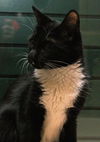 Amelia the Adventurous Tuxedo Kitten