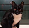 Amelia the Adventurous Tuxedo Kitten